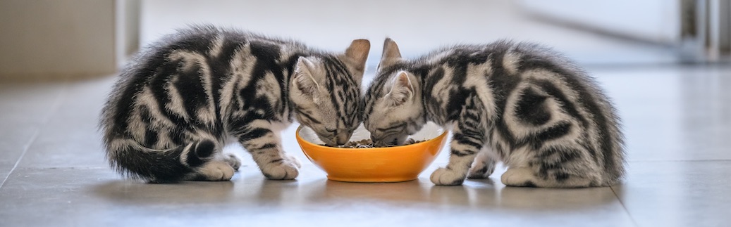 cat nutrition