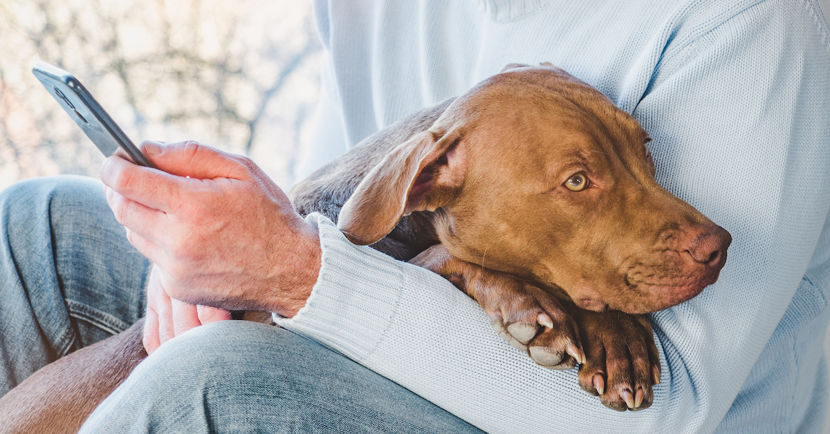 How to File a Pet Insurance Claim Lemonade Insurance