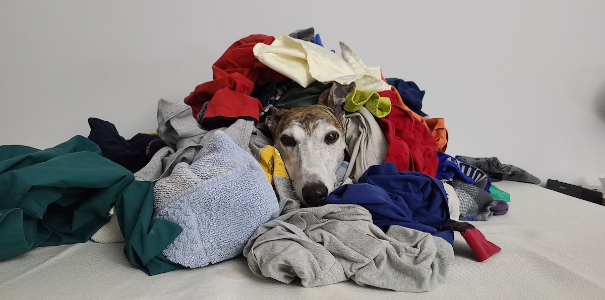 What Does Pet Health Insurance Cover? • Lemonade