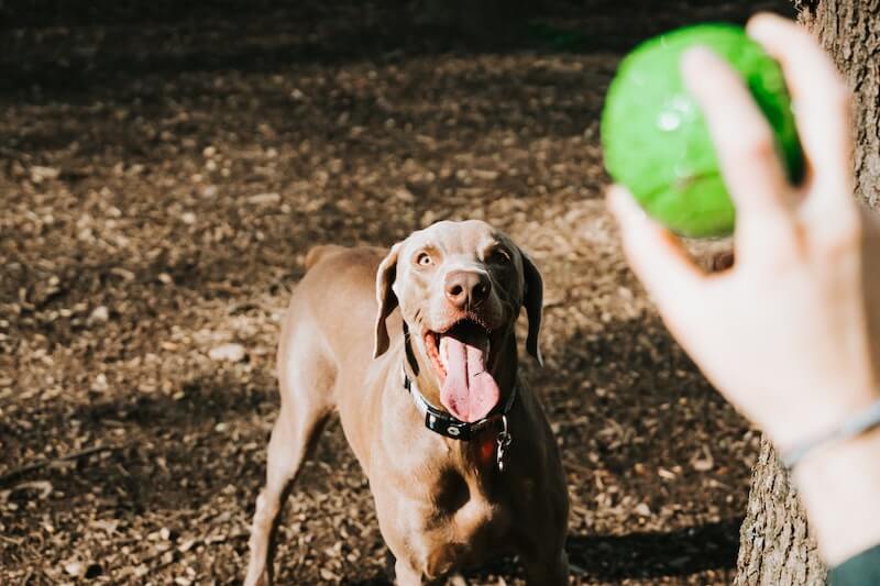 Top Ohio dog parks