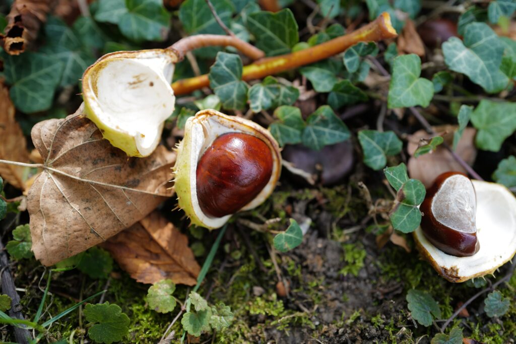 toxic plants for pets