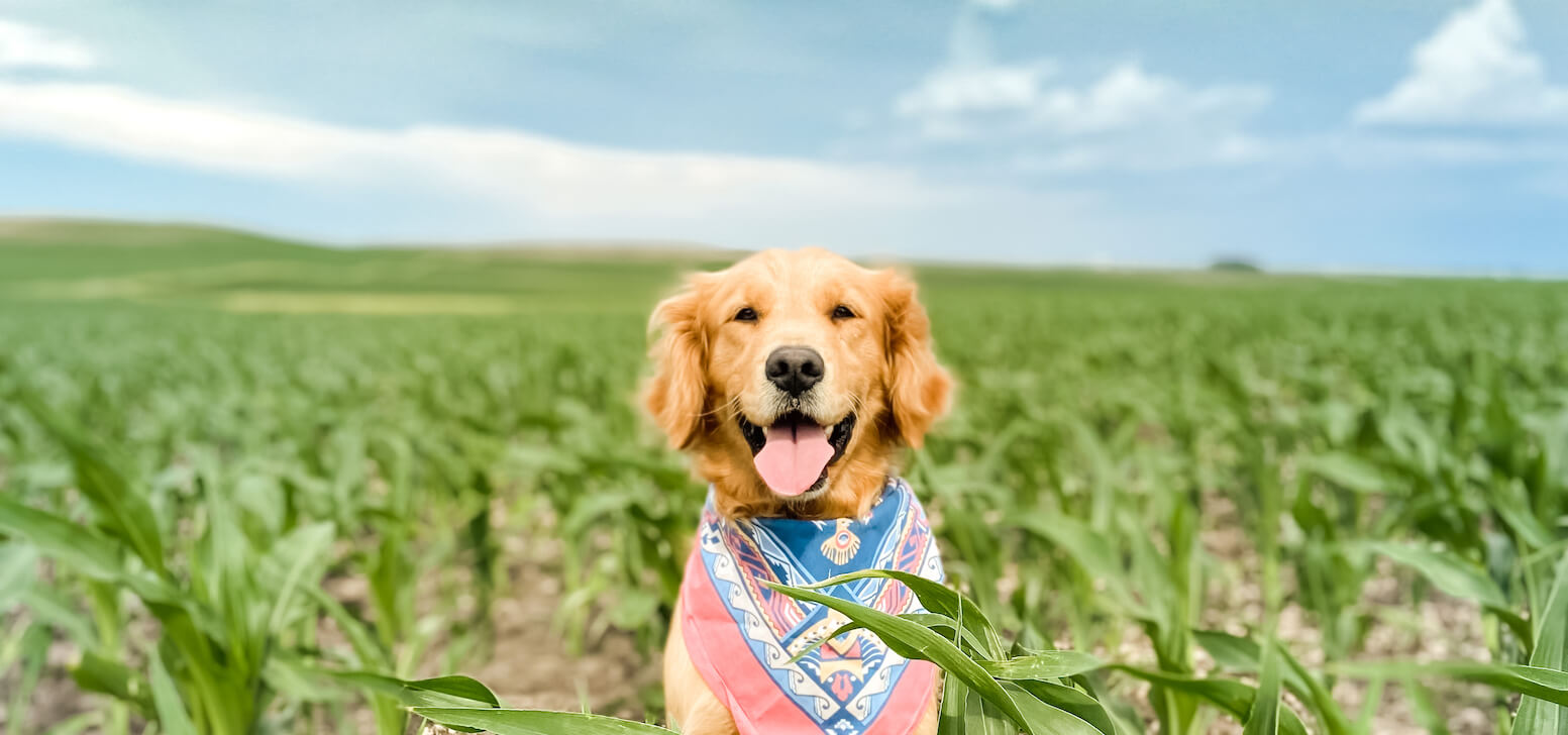 Pet Insurance in Iowa • Cover Your Pet With Lemonade