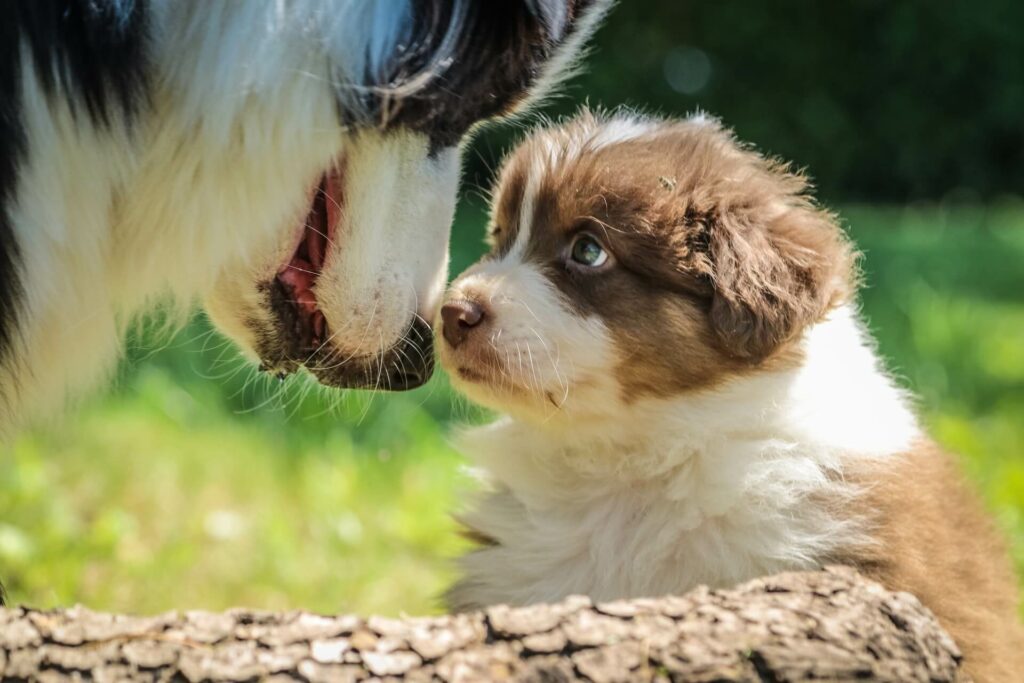 introducing a new puppy to dog