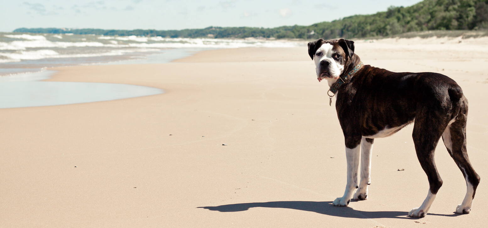 Pet Insurance in Michigan • Cover Your Pet With Lemonade