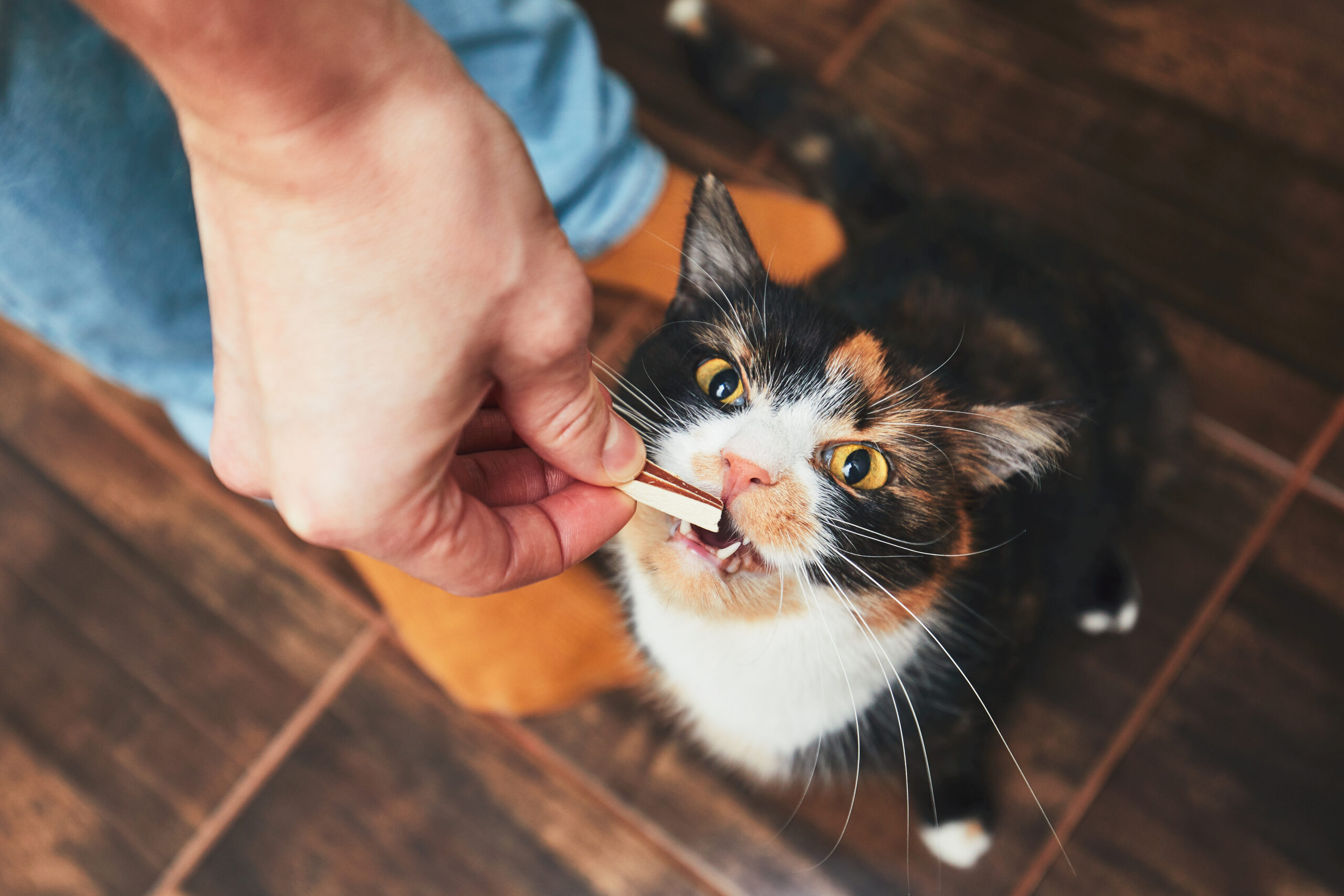 vet recommended cat foods