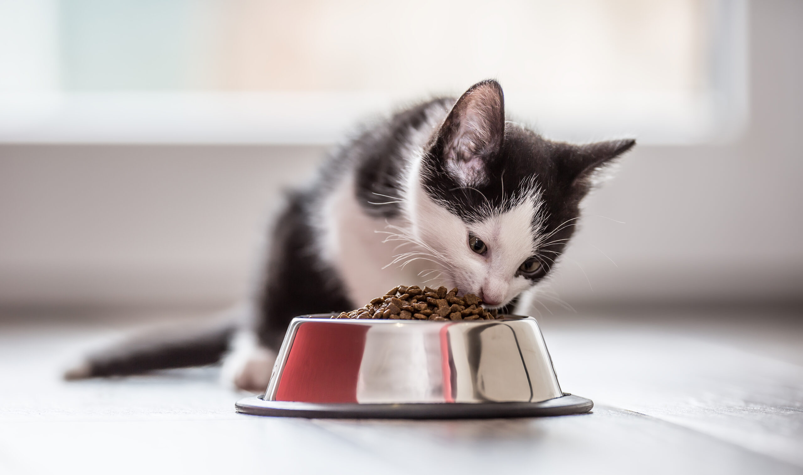 cat food recommended by vets