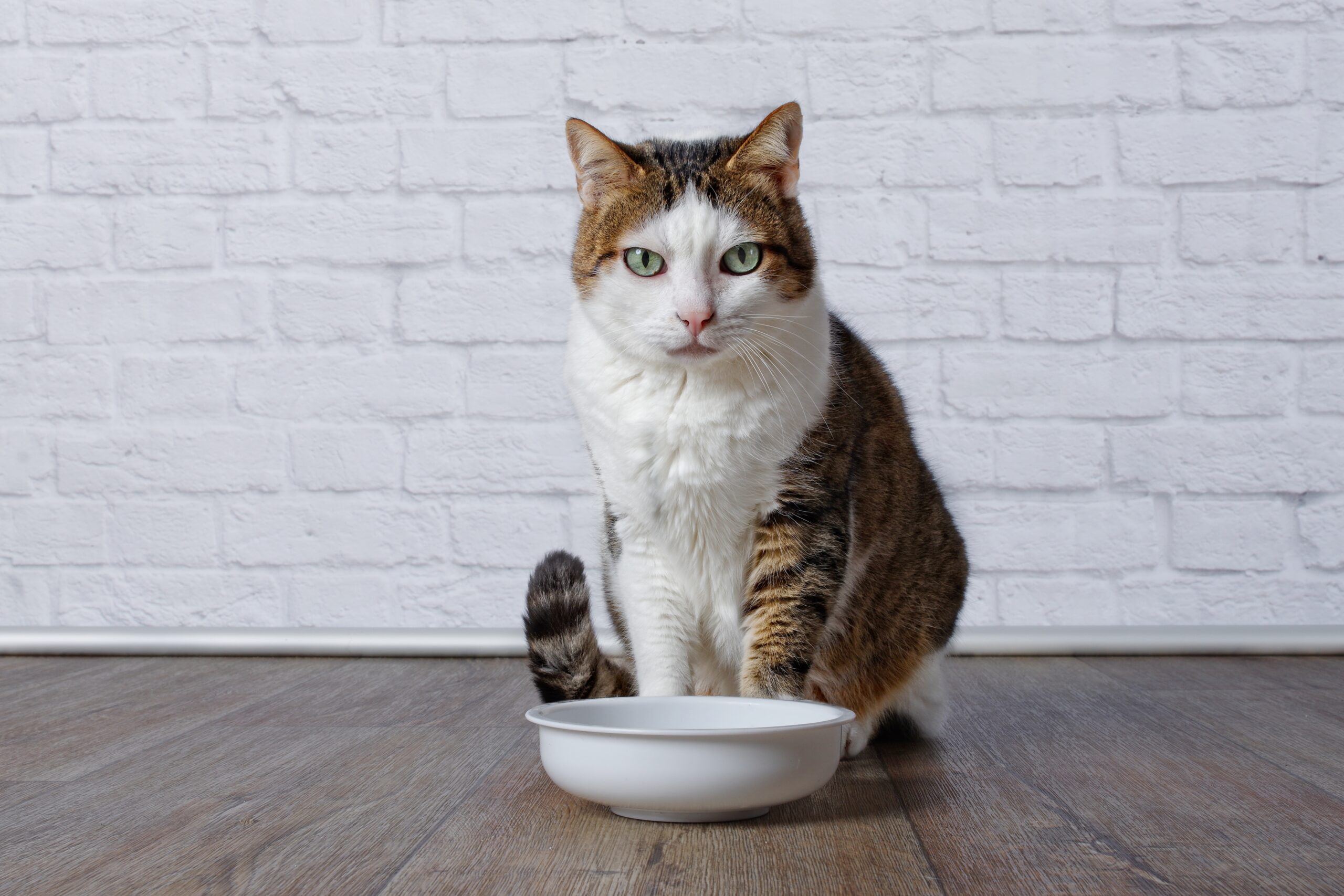 vet recommended cat food 