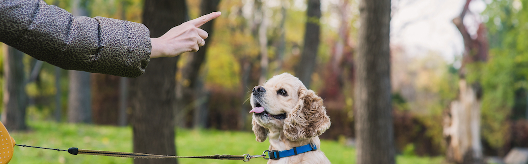 Puppy Training