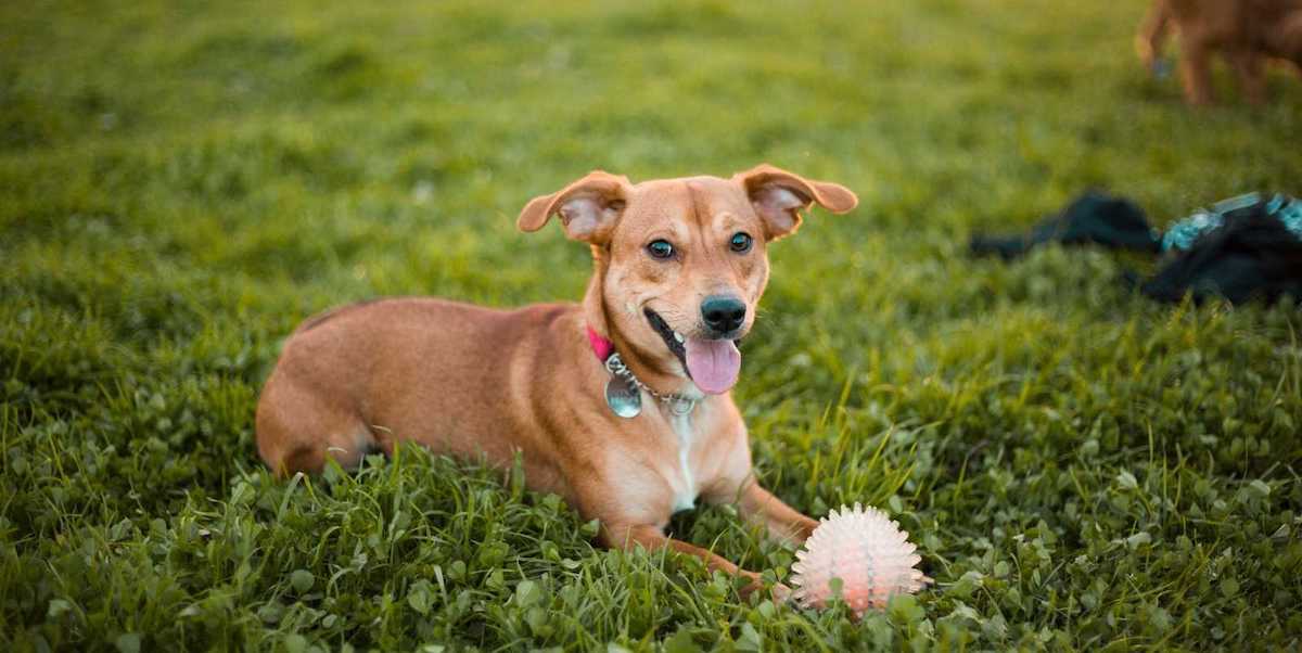 What Dog Vaccines Are Required By Law
