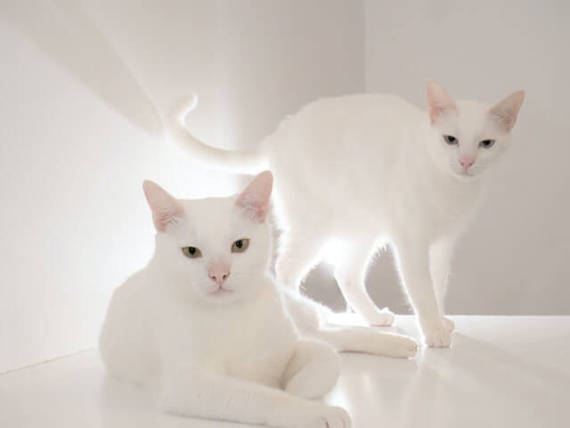 do cats get lonely without other cats