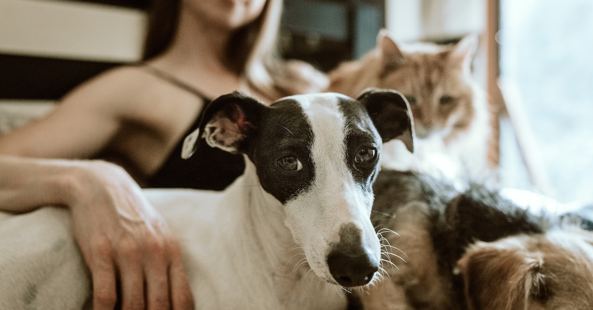 What is Pet Insurance Coverage and How Does it Work?