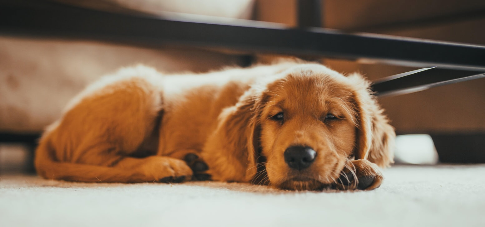 How Much Does it Cost to Spay or Neuter a Dog? Lemonade Insurance