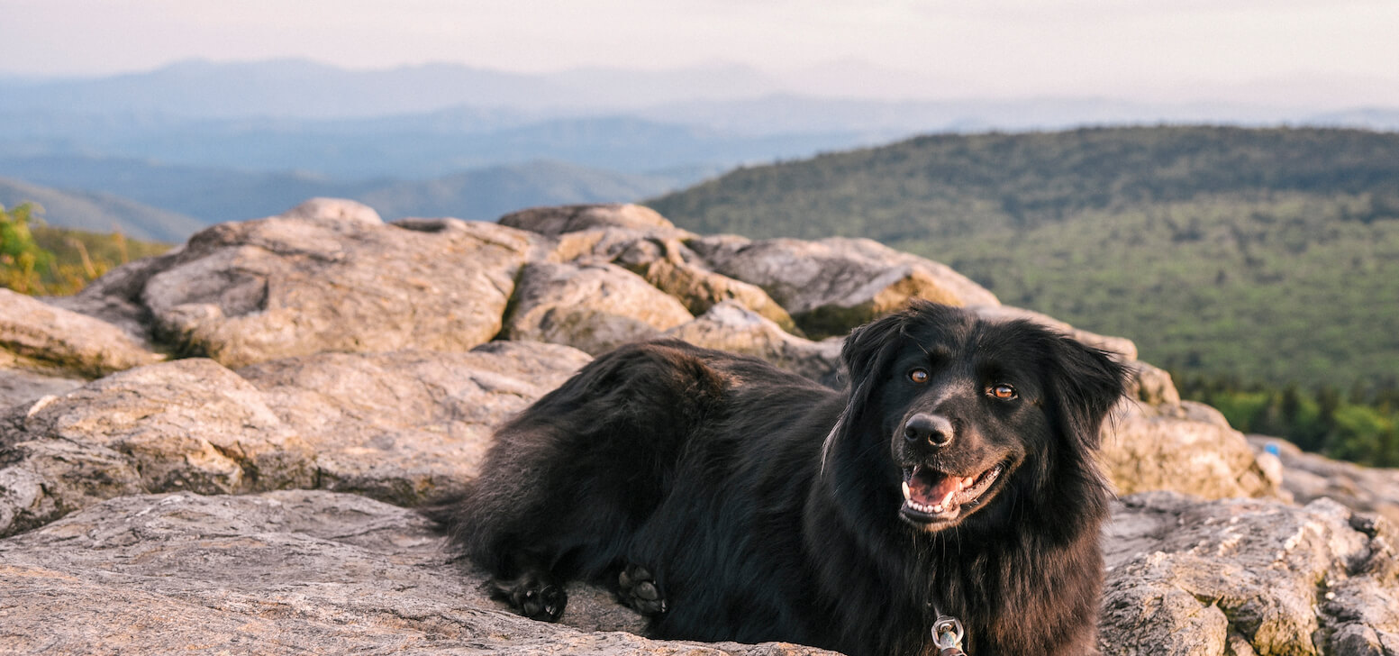 Pet insurance in Virginia • Coverage for Dogs & Cats by Lemonade