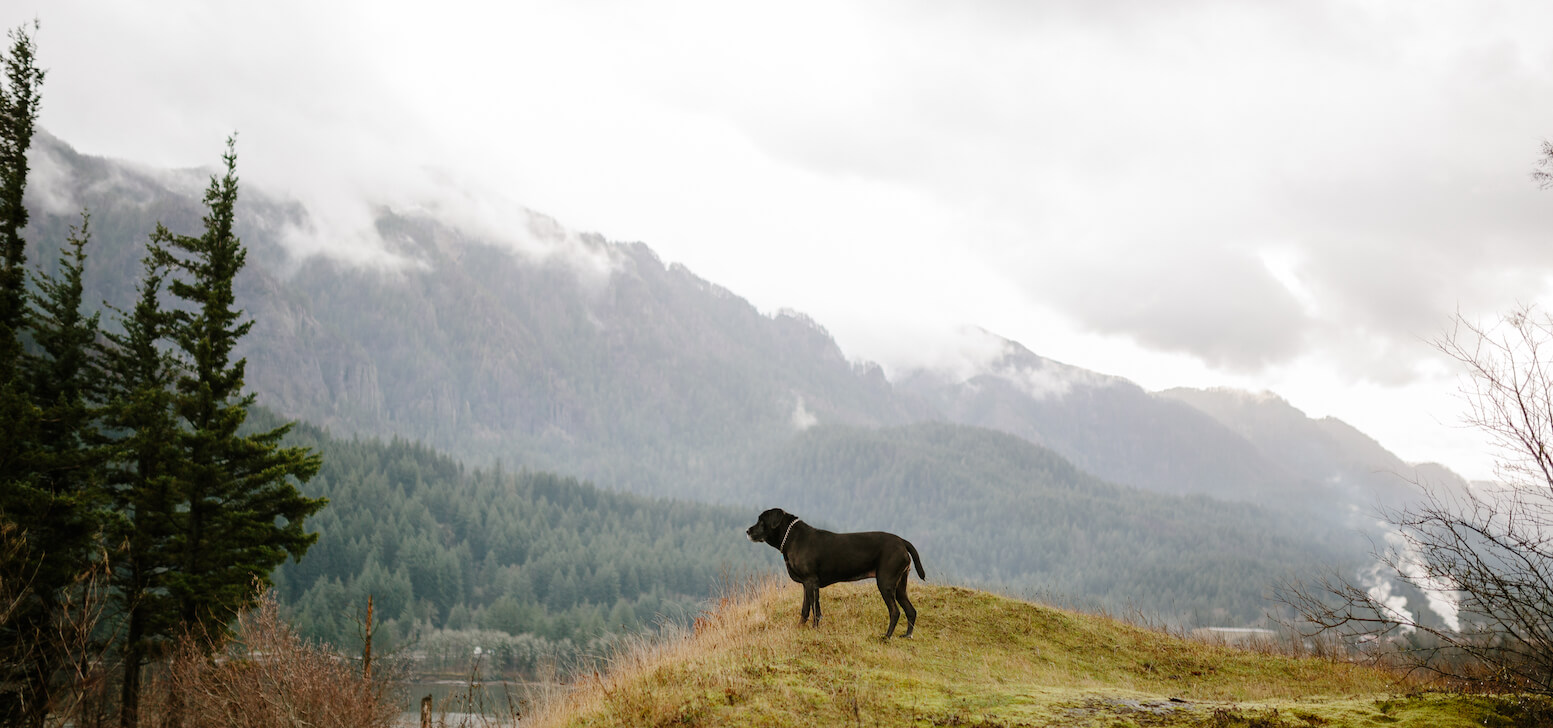 Pet Insurance in Washington State • Cover Your Pet With Lemonade