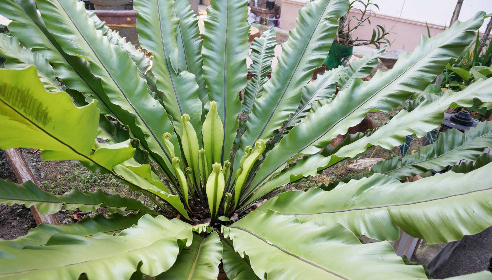 pet-friendly plants - bird's nest fern