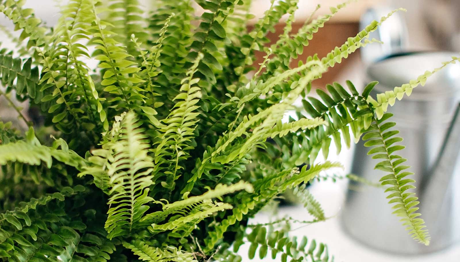 pet-friendly plants - boston fern