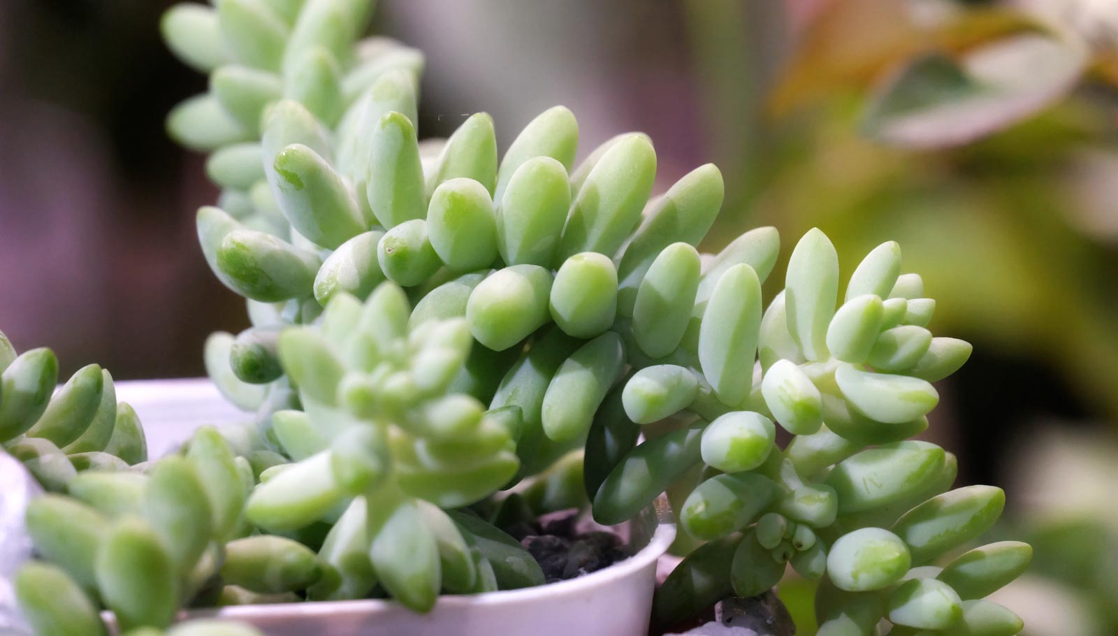 pet-friendly plants - burro tail