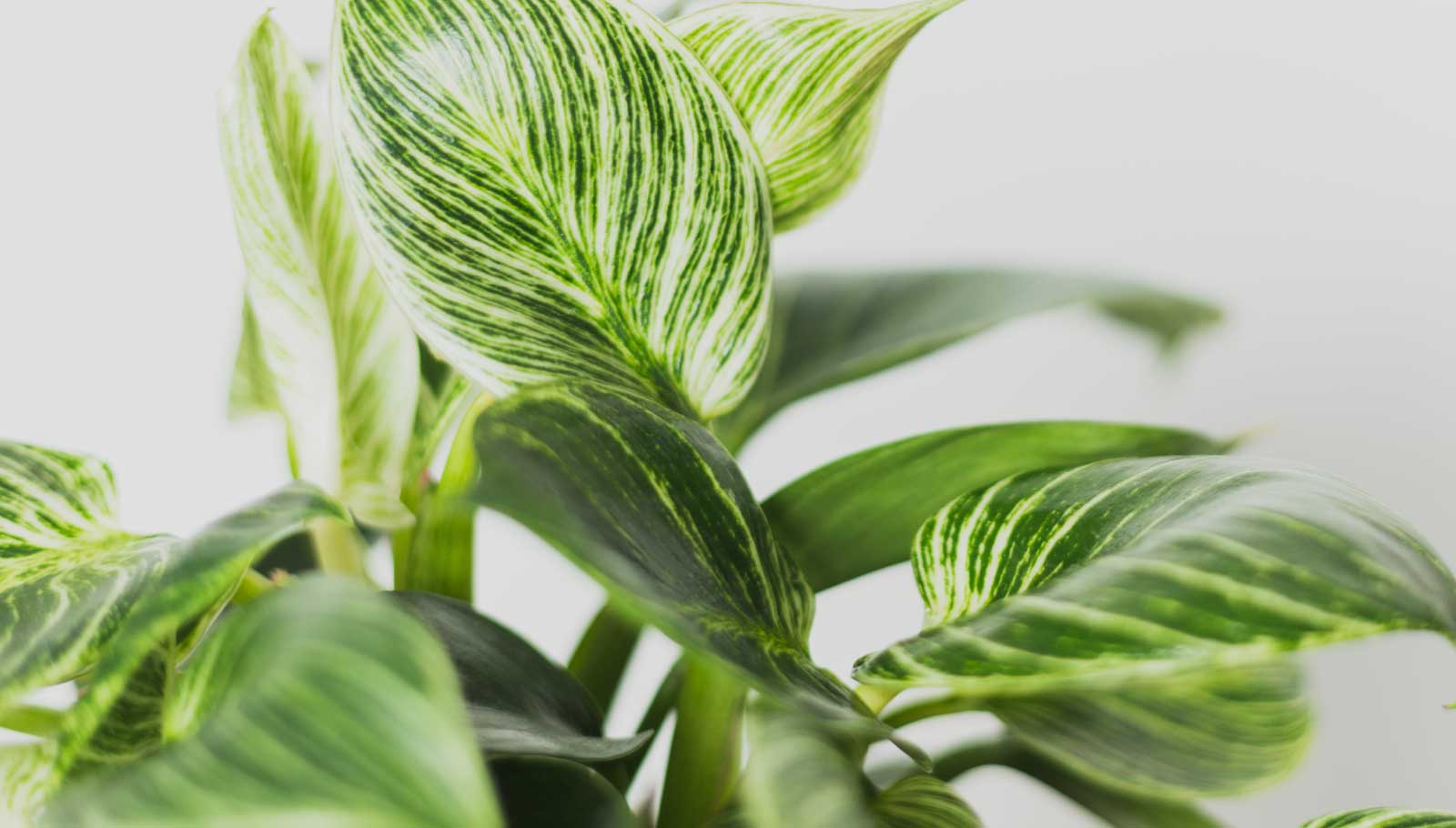 pet-friendly plants - calathea orbifolia