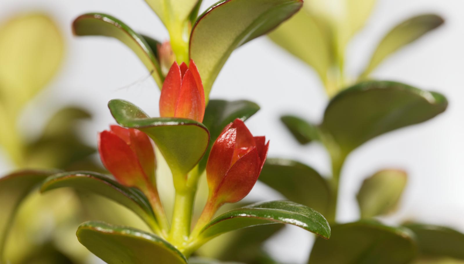 pet-friendly plants - goldfish plant