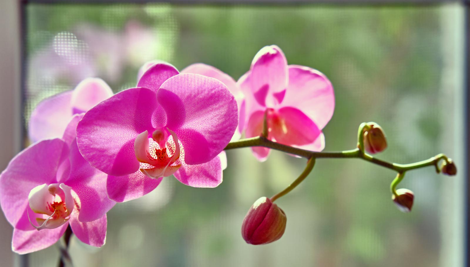 pet-friendly plants - orchid