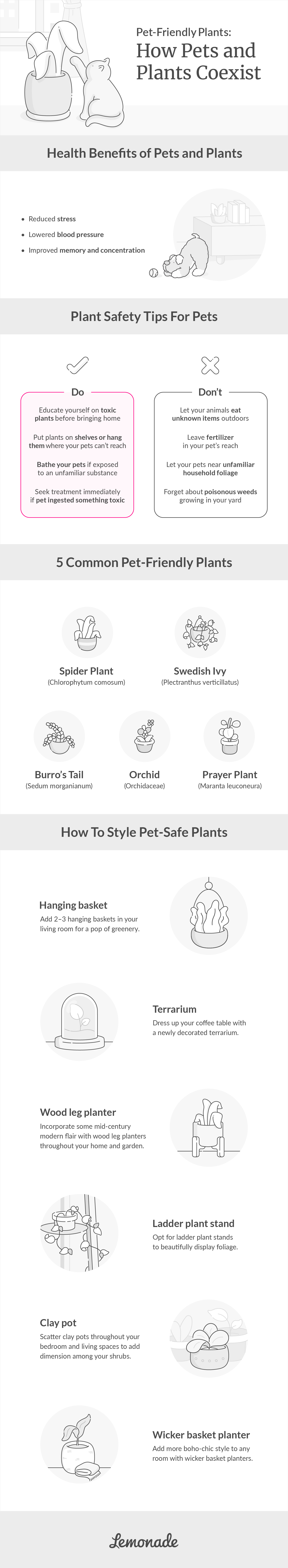 pet-friendly plants: how pets and plants coexist