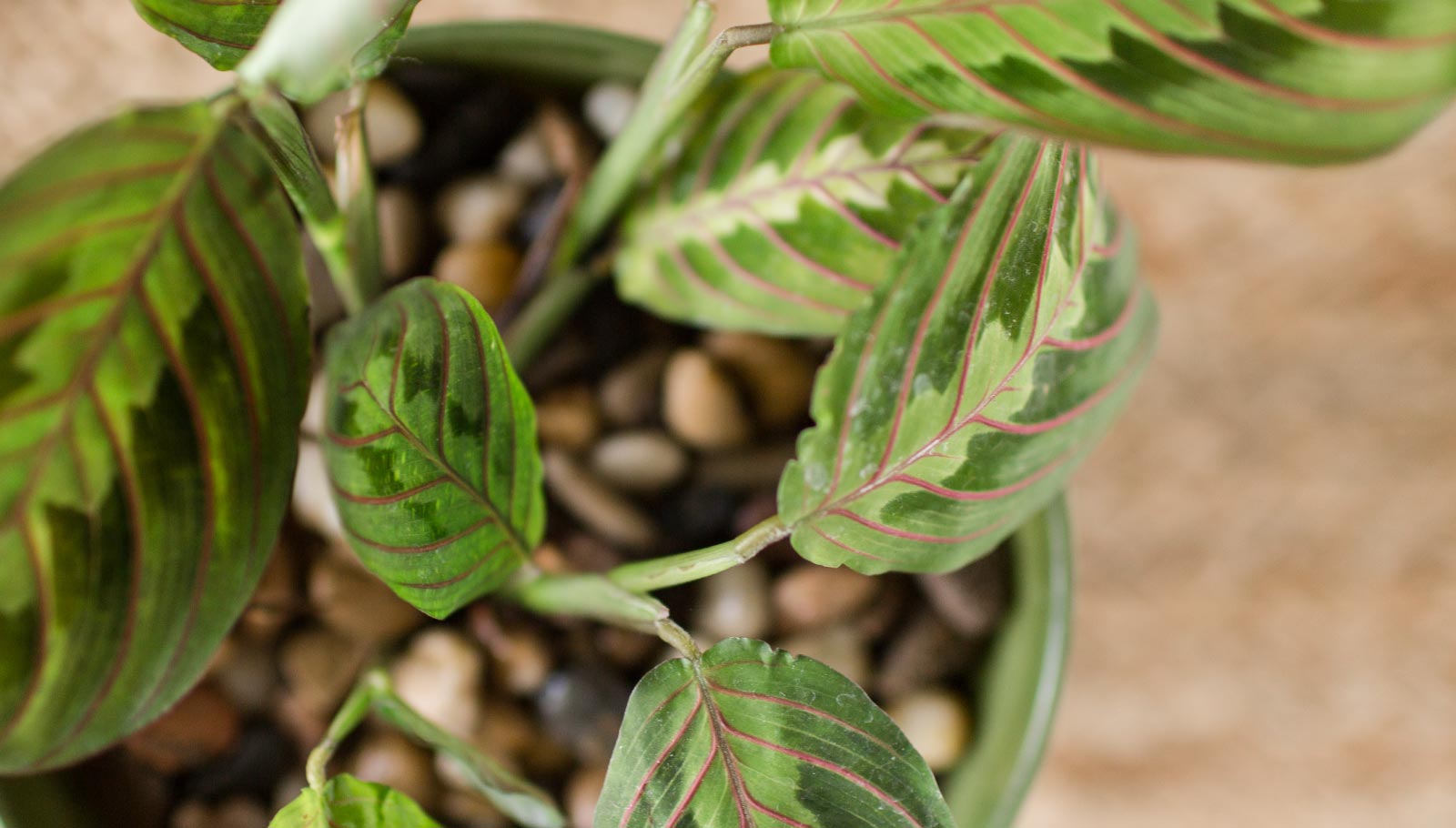 pet-friendly plants - prayer plant