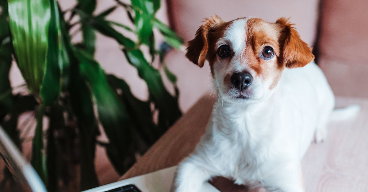 Pet flora for dogs cheap