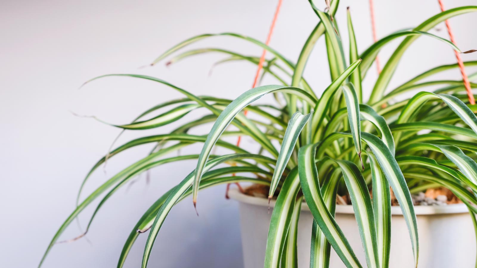 pet-friendly plants - spider plant