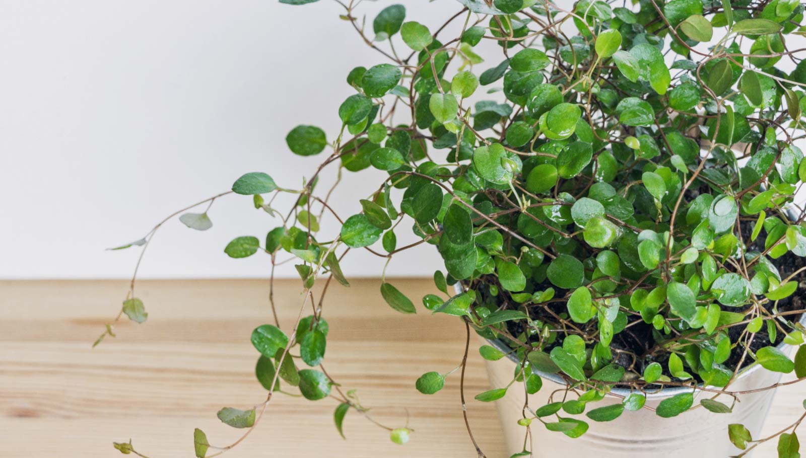 pet-friendly plants - swedish ivy