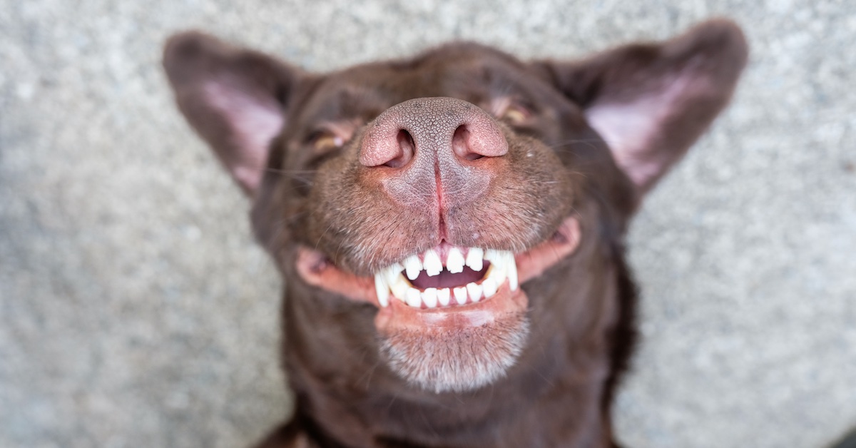 What To Know About Cleaning Your Dog