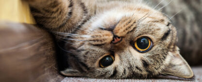 Female kitty deals