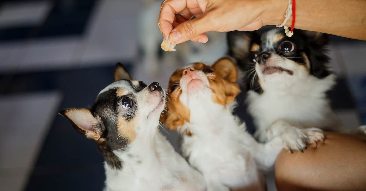 Lemonade's Pet Insurance AddOns, Explained • Lemonade