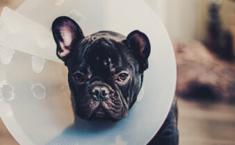 how much does bladder stone surgery cost for dogs