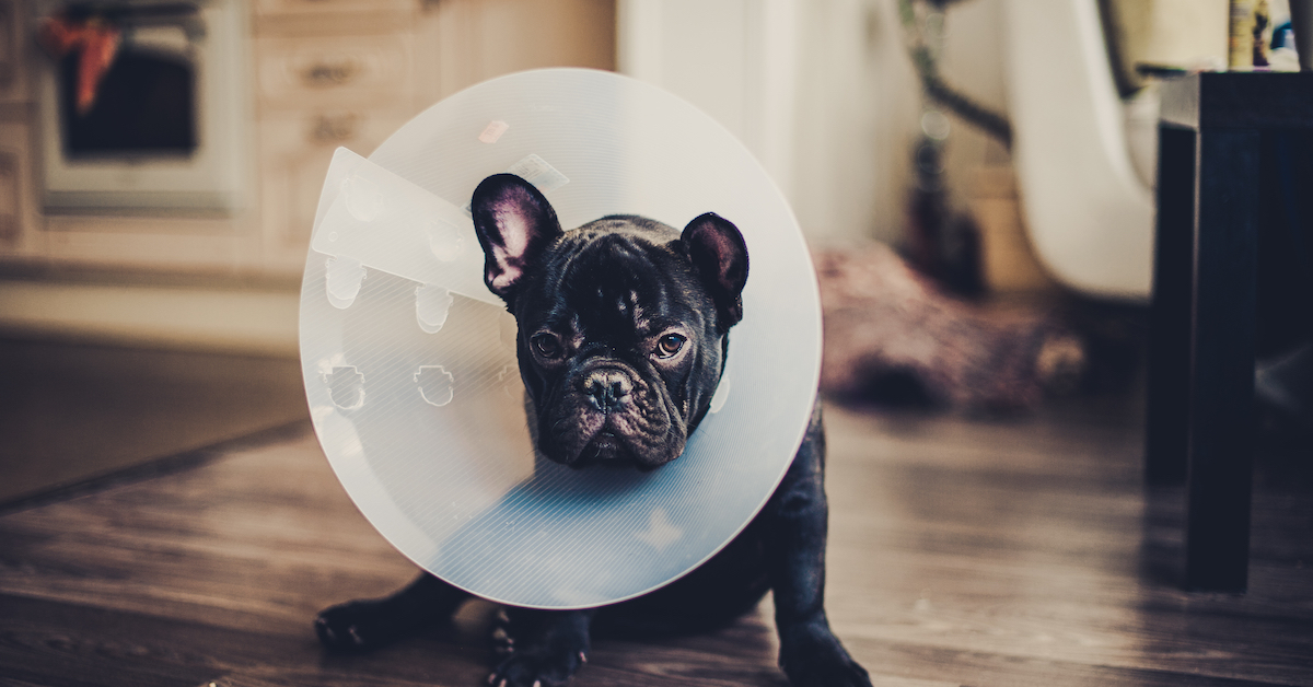 How Much Does Dog Surgery Cost? • Lemonade Insurance