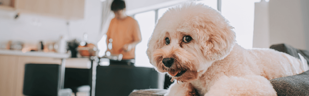 fluffy white dog sitting on couch with dog owner in the background