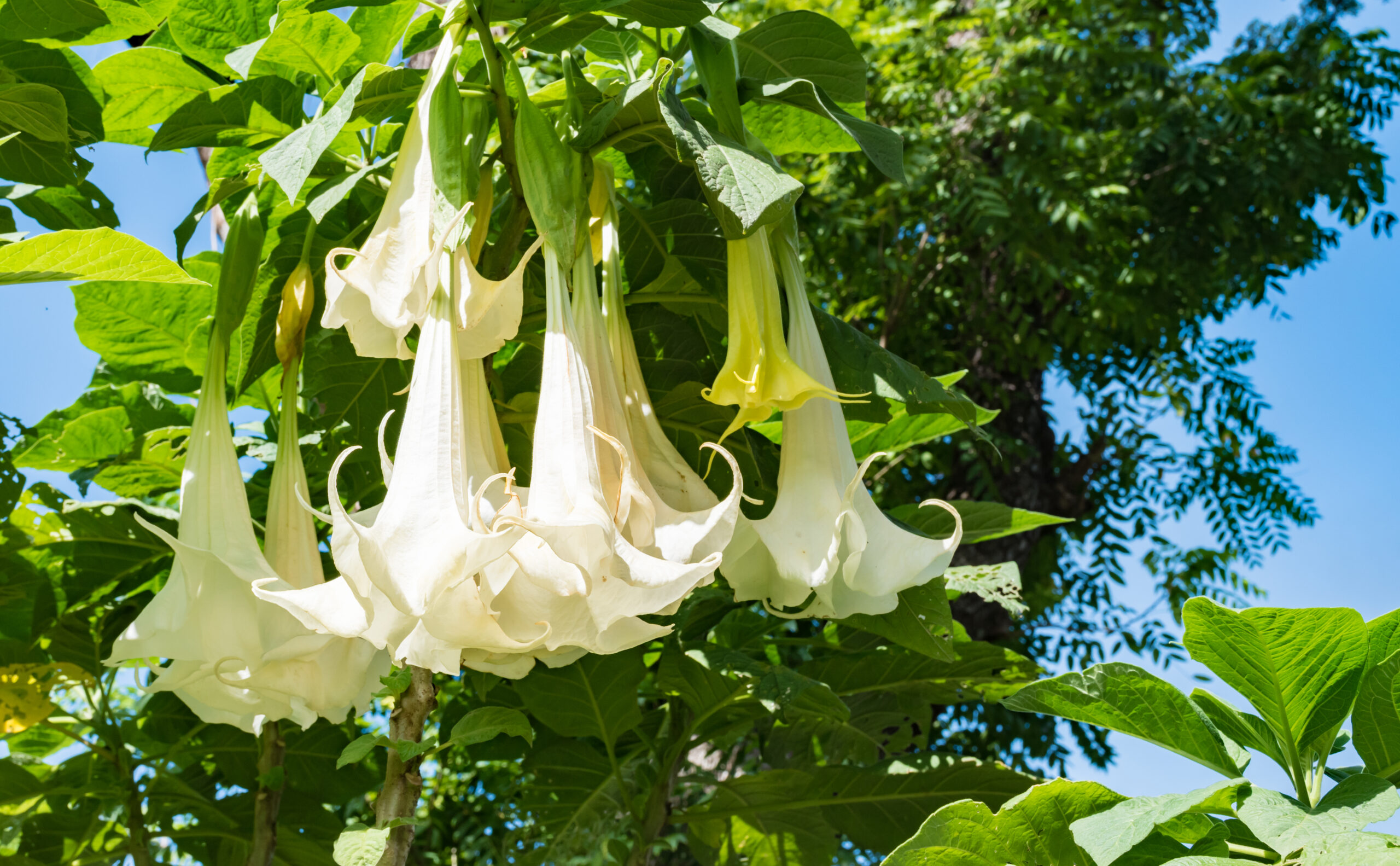 Toxic plants to pets - florida