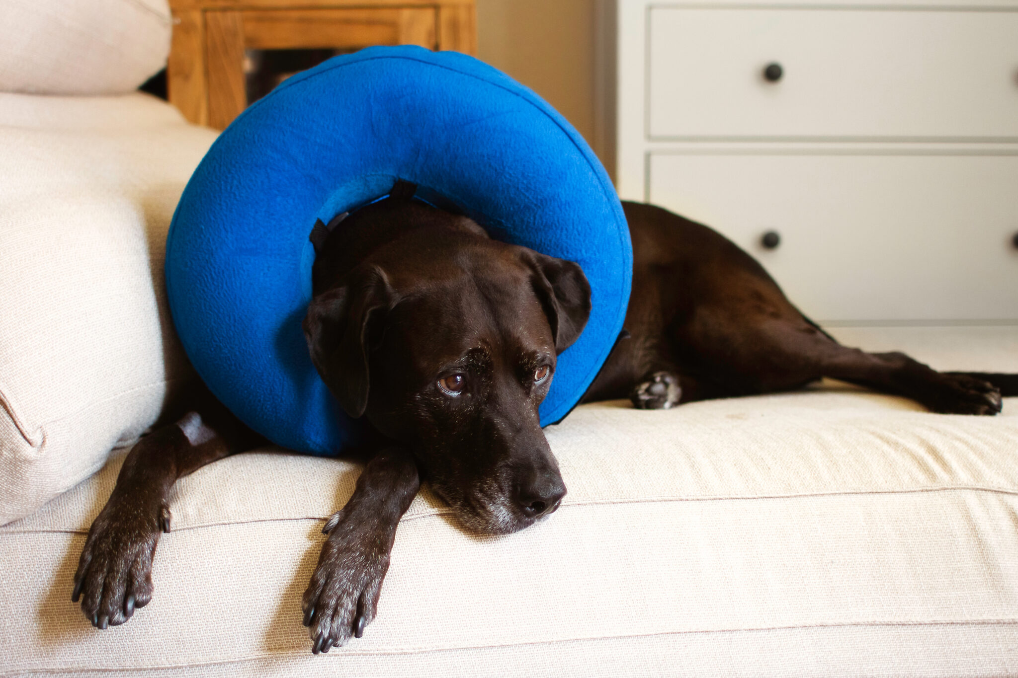 How Much Does Dog Surgery Cost? • Lemonade Insurance