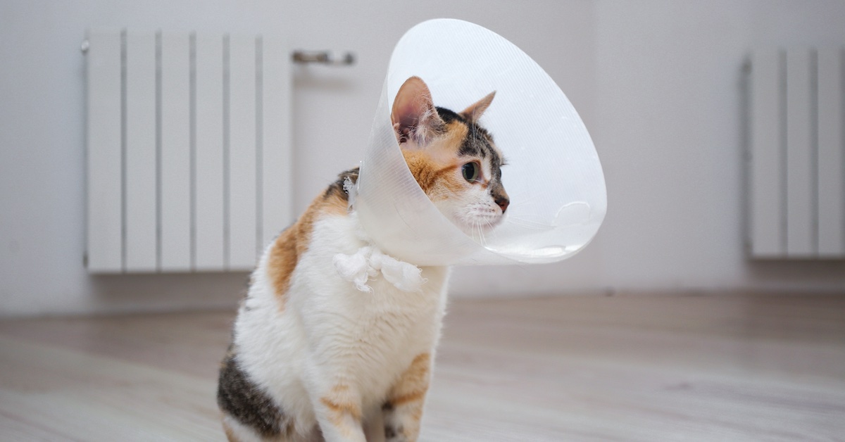 How Much Does Cat Surgery Cost? • Lemonade Insurance