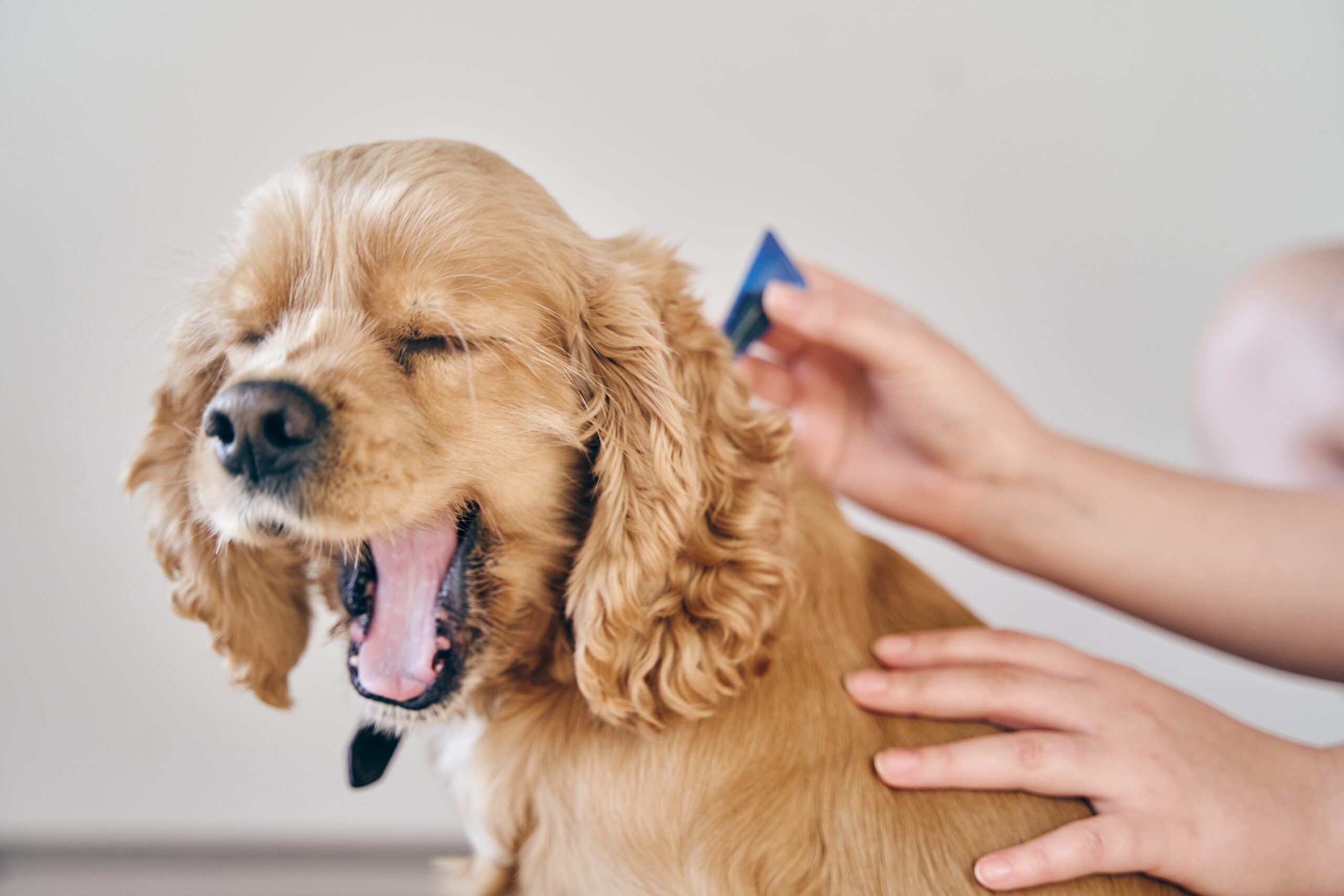 dog flea treatments 