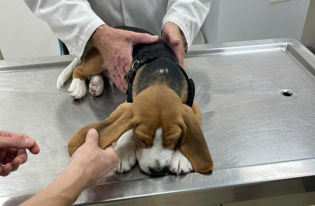 taking your puppy to the vet