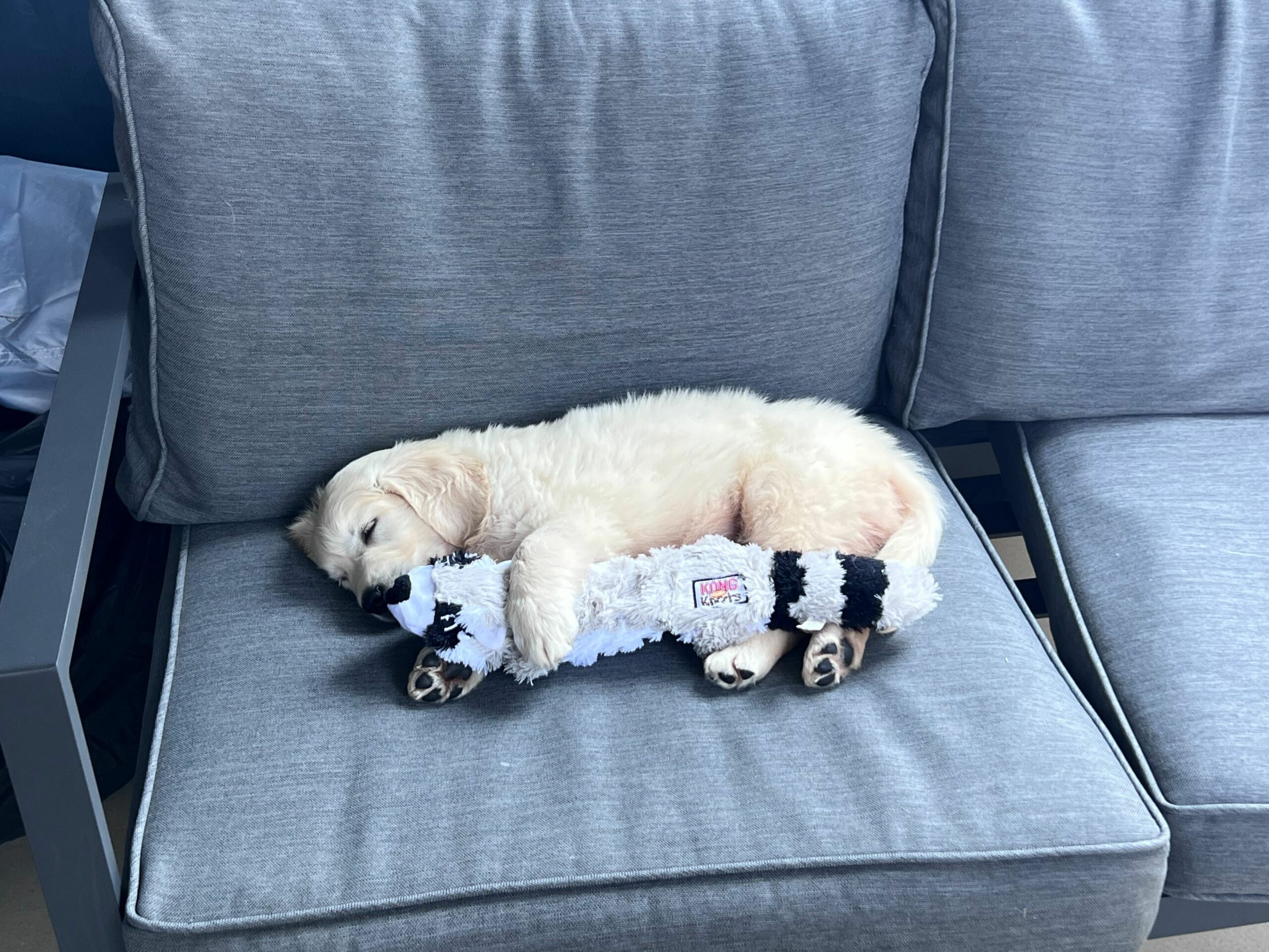 puppy schedule - naptime