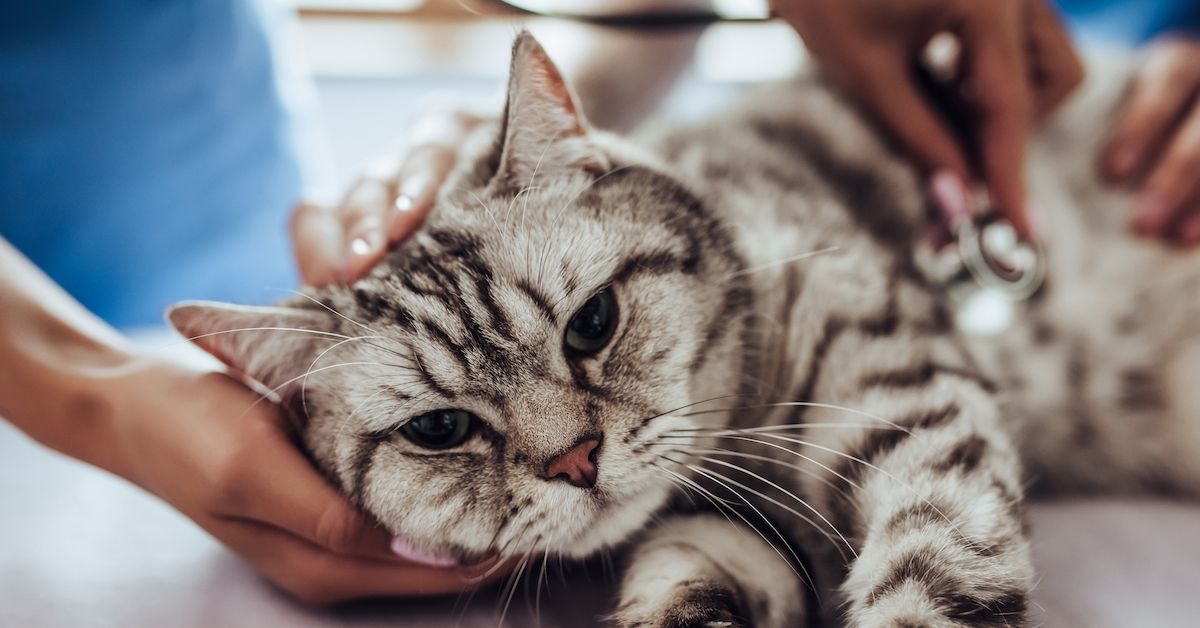 How Often Should You Take Your Cat to the Vet? • Lemonade Insurance