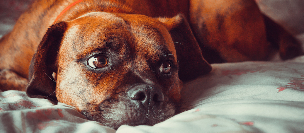 kennel cough symptoms