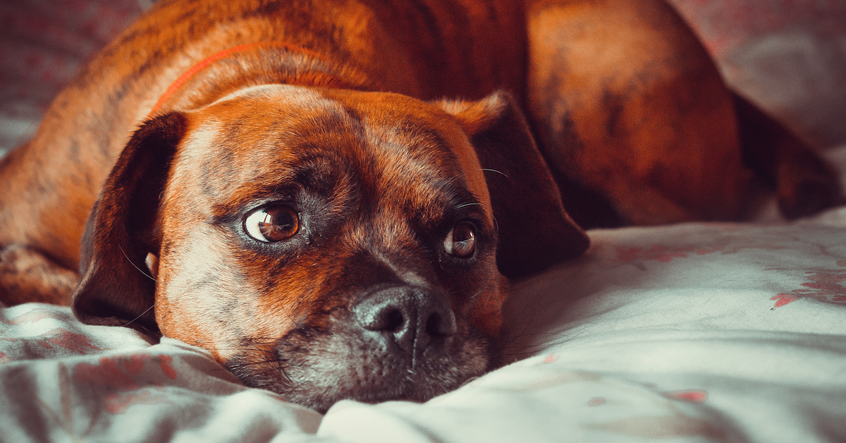 Kennel Cough Symptoms, Treatments, & More • Lemonade Insurance