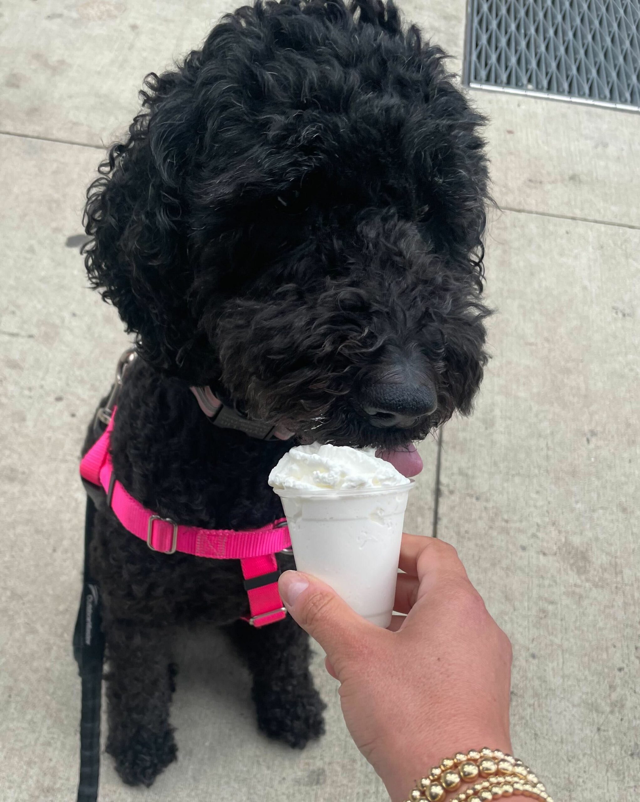 Dunkin discount donuts puppuccino