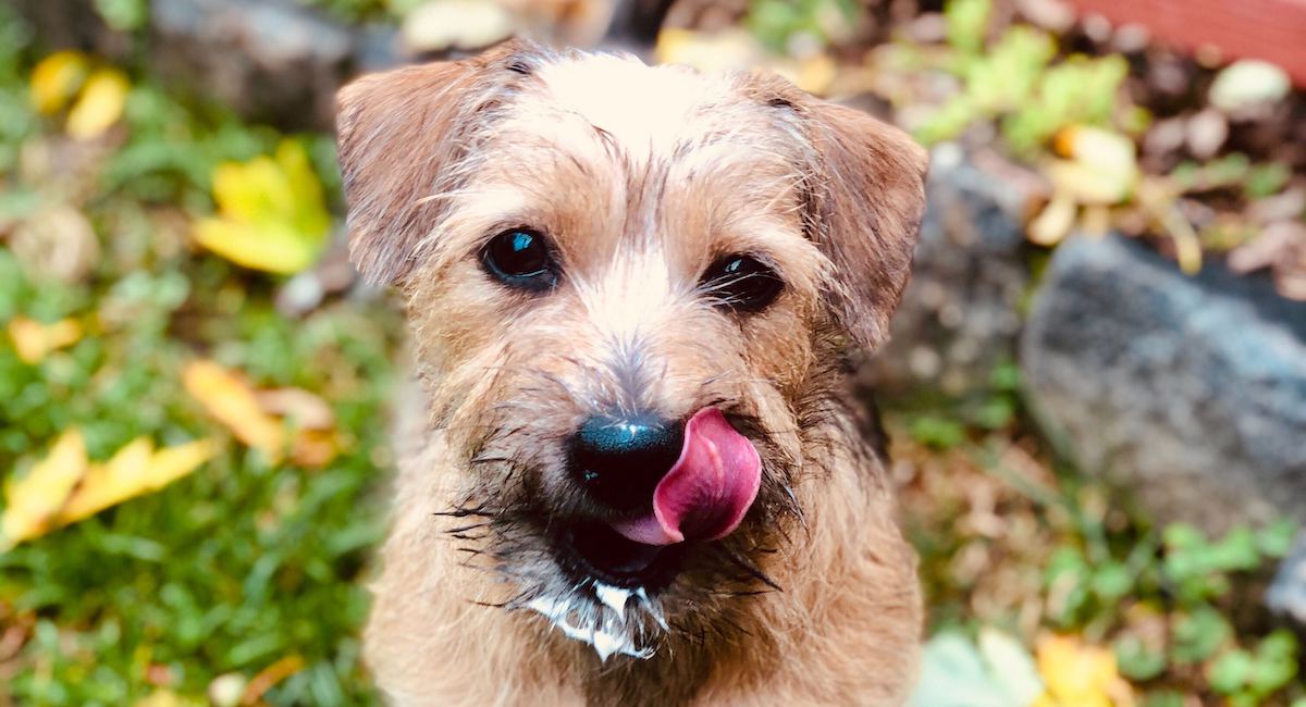 Can Dogs Eat Whipped Cream? • Lemonade Insurance