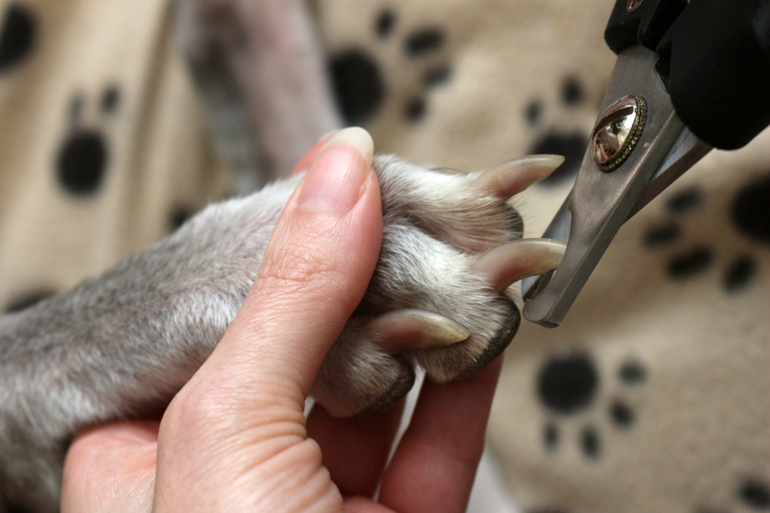 What are some aggressive dog nail trimming tips? | Healthcare for Pets