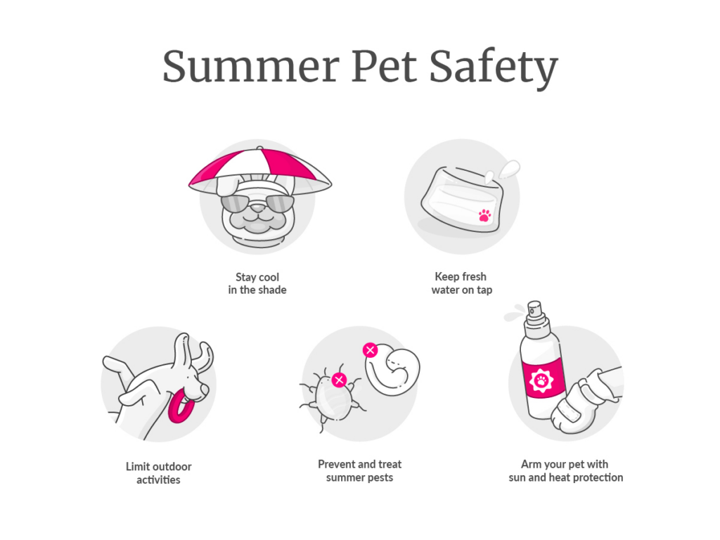 Summer Safety Tips For Dog Owners – A Must Read Guide - Pet