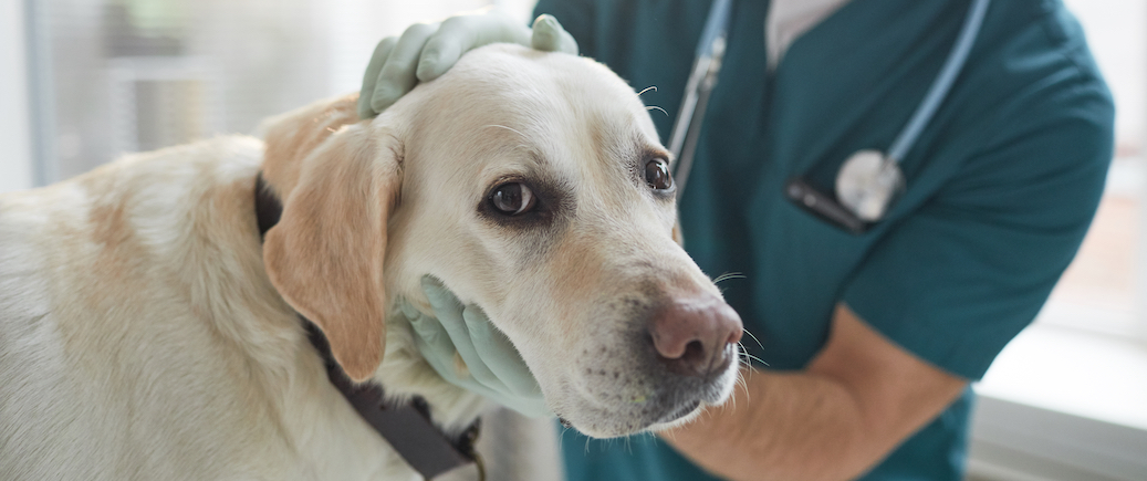 how often should I take my dog to the vet