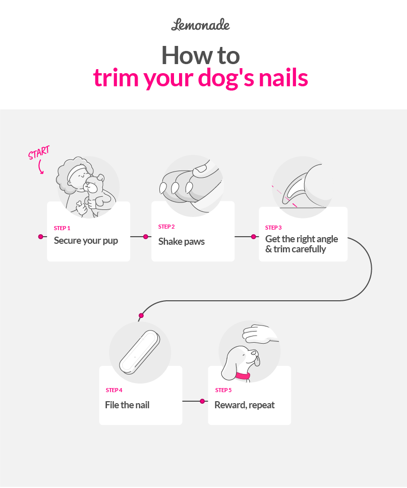 The Importance of Trimming Dog Nails - Whole Dog Journal